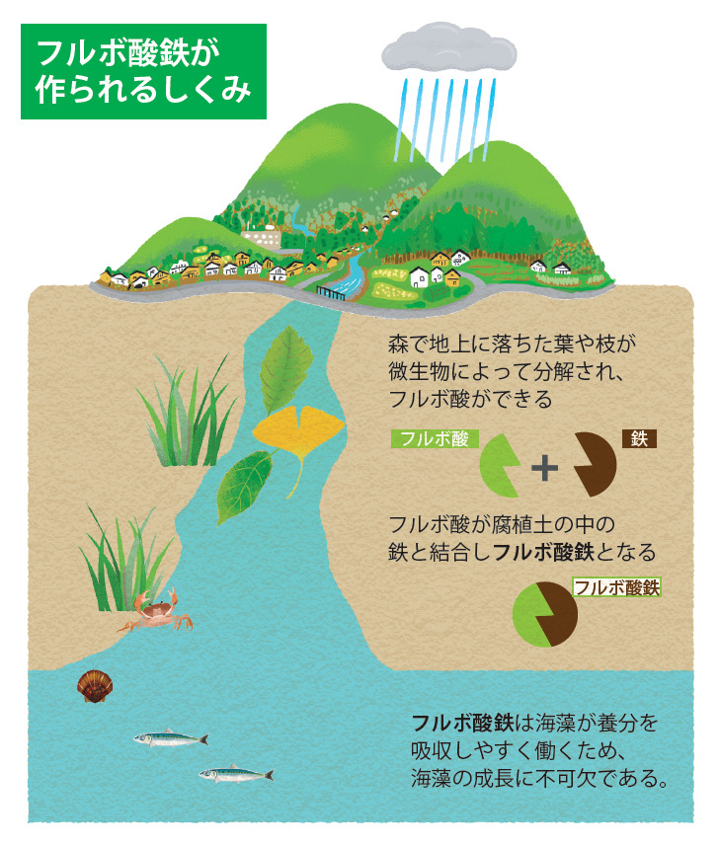 フルボ酸鉄が作られるしくみ