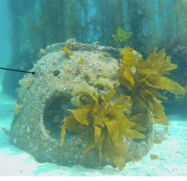 リーフボール藻礁